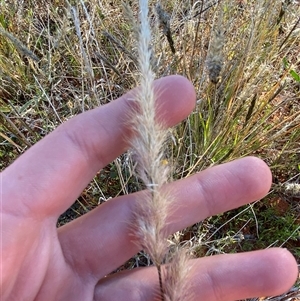 Triraphis mollis at Tibooburra, NSW - 29 Jun 2024 01:19 PM