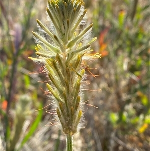 Ptilotus polystachyus at Tibooburra, NSW - 29 Jun 2024