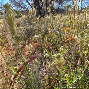 Ptilotus polystachyus at Tibooburra, NSW - 29 Jun 2024