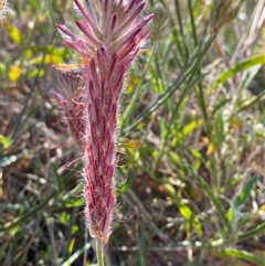 Ptilotus polystachyus at Tibooburra, NSW - 29 Jun 2024