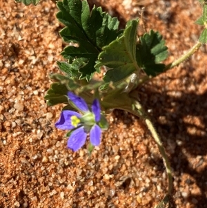 Erodium crinitum at Tibooburra, NSW - 29 Jun 2024