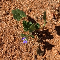 Erodium crinitum at Tibooburra, NSW - 29 Jun 2024 01:02 PM