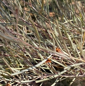 Acacia aneura at Tibooburra, NSW - 29 Jun 2024