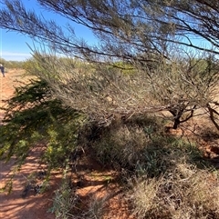 Acacia aneura at Tibooburra, NSW - 29 Jun 2024