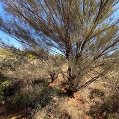 Acacia aneura at Tibooburra, NSW - 29 Jun 2024 01:00 PM