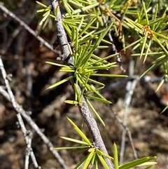 Acacia tetragonophylla (Dead Finish, Kurara) at Tibooburra, NSW - 29 Jun 2024 by Tapirlord