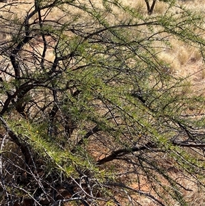 Acacia tetragonophylla at Tibooburra, NSW - 29 Jun 2024 01:00 PM