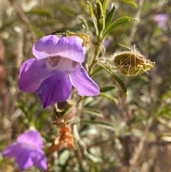 Eremophila goodwinii subsp. goodwinii at Tibooburra, NSW - 29 Jun 2024 by Tapirlord