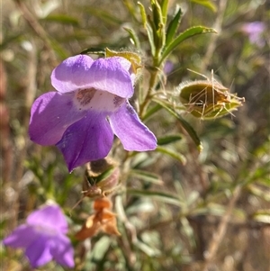 Eremophila goodwinii subsp. goodwinii at Tibooburra, NSW - 29 Jun 2024 01:00 PM