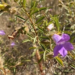 Eremophila goodwinii subsp. goodwinii at Tibooburra, NSW - 29 Jun 2024 01:00 PM