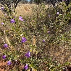 Eremophila goodwinii subsp. goodwinii at Tibooburra, NSW - 29 Jun 2024 01:00 PM