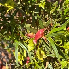 Eremophila duttonii (Budda, Harlequin Fuchsia Bush) at Tibooburra, NSW - 29 Jun 2024 by Tapirlord