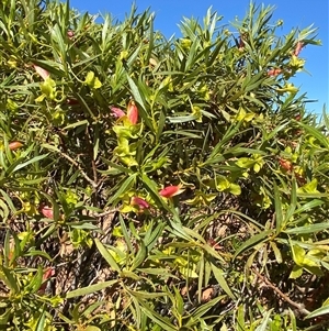 Eremophila duttonii at Tibooburra, NSW - 29 Jun 2024