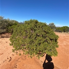 Eremophila duttonii at Tibooburra, NSW - 29 Jun 2024