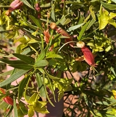 Eremophila duttonii at Tibooburra, NSW - 29 Jun 2024