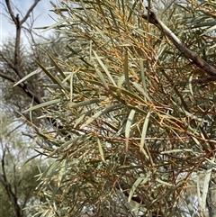 Acacia calcicola (Northern Myall) at Tibooburra, NSW - 29 Jun 2024 by Tapirlord