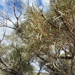 Acacia calcicola at Tibooburra, NSW - 29 Jun 2024