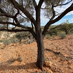 Acacia calcicola at Tibooburra, NSW - 29 Jun 2024