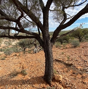 Acacia calcicola at Tibooburra, NSW - 29 Jun 2024