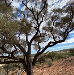 Acacia calcicola at Tibooburra, NSW - 29 Jun 2024