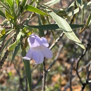 Eremophila freelingii (Limestone Fuchsia, Rock Fuchsia Bush) at Tibooburra, NSW by Tapirlord