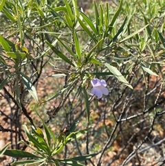 Eremophila freelingii at Tibooburra, NSW - 29 Jun 2024