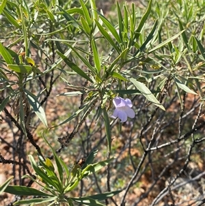 Eremophila freelingii at Tibooburra, NSW - 29 Jun 2024 11:05 AM