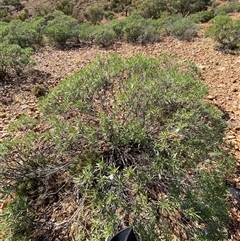 Eremophila freelingii at Tibooburra, NSW - 29 Jun 2024 11:05 AM