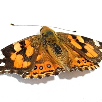 Vanessa kershawi (Australian Painted Lady) at Goulburn, NSW - 5 Sep 2024 by Milly