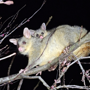 Trichosurus vulpecula at Braidwood, NSW - 23 Sep 2024 09:29 PM