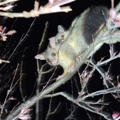 Trichosurus vulpecula at Braidwood, NSW - 23 Sep 2024 09:29 PM