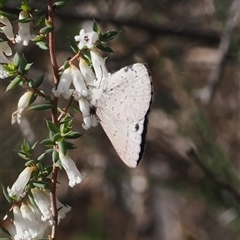 Erina hyacinthina (Varied Dusky-blue) at Oaks Estate, ACT - 23 Sep 2024 by RAllen