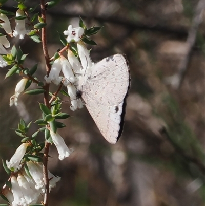 Erina hyacinthina (Varied Dusky-blue) at Oaks Estate, ACT - 23 Sep 2024 by RAllen