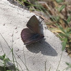 Erina hyacinthina at Oaks Estate, ACT - 23 Sep 2024