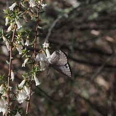 Erina hyacinthina at Oaks Estate, ACT - 23 Sep 2024