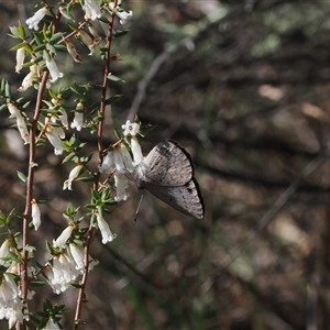 Erina hyacinthina at Oaks Estate, ACT - 23 Sep 2024 02:43 PM