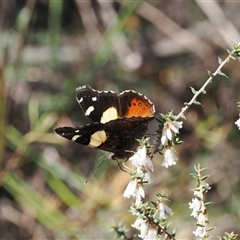 Vanessa itea (Yellow Admiral) at Oaks Estate, ACT - 23 Sep 2024 by RAllen