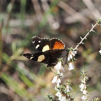 Vanessa itea (Yellow Admiral) at Oaks Estate, ACT - 23 Sep 2024 by RAllen