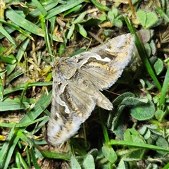 Chrysodeixis argentifera (Tobacco Looper) at Braidwood, NSW - 23 Sep 2024 by MatthewFrawley