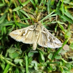 Chrysodeixis argentifera at Braidwood, NSW - 23 Sep 2024