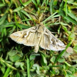 Chrysodeixis argentifera at Braidwood, NSW - 23 Sep 2024