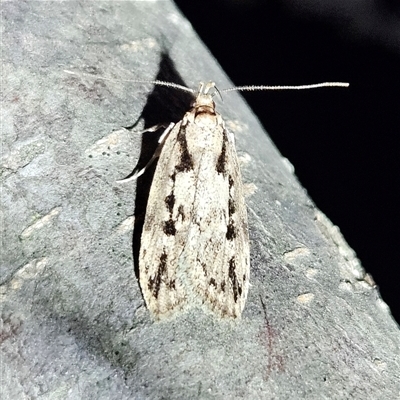 Barea bathrochorda (A Concealer moth) at Braidwood, NSW - 23 Sep 2024 by MatthewFrawley