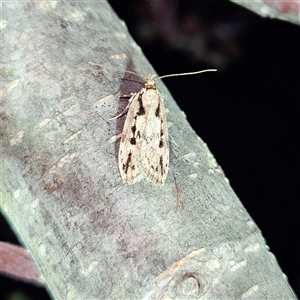 Barea bathrochorda at Braidwood, NSW - 23 Sep 2024 09:23 PM