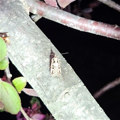 Barea bathrochorda at Braidwood, NSW - 23 Sep 2024 09:23 PM