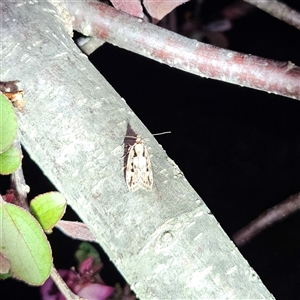 Barea bathrochorda at Braidwood, NSW - 23 Sep 2024