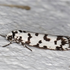 Ethmia eupostica (A Gelechioid moth (Ethmiidae)) at Melba, ACT - 22 Sep 2024 by kasiaaus