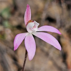 Caladenia fuscata at Aranda, ACT - suppressed