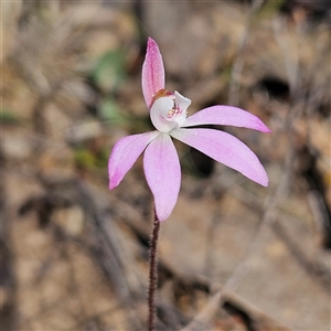 Caladenia fuscata at Aranda, ACT - suppressed