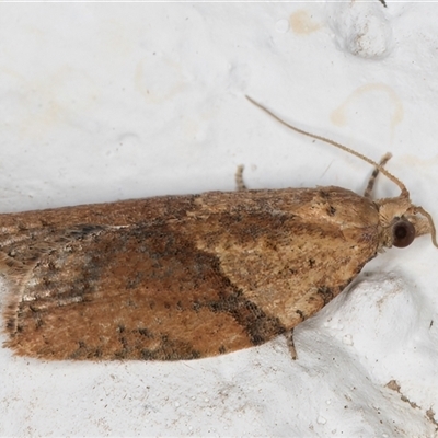 Epiphyas postvittana (Light Brown Apple Moth) at Melba, ACT - 22 Sep 2024 by kasiaaus