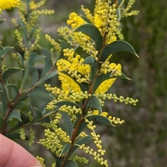 Acacia triptera (Spur-wing Wattle) at Mount Bruno, VIC - 22 Sep 2024 by Darcy